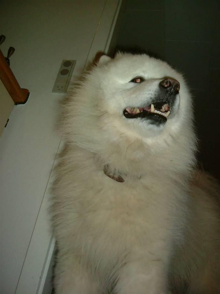 Samojedhund Chang billede 12