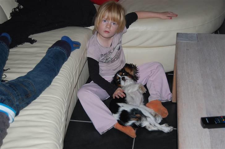 Cavalier king charles spaniel Chanel billede 14