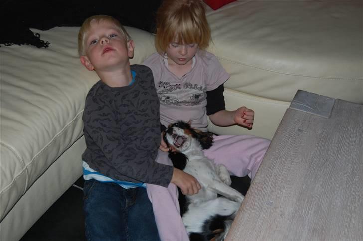 Cavalier king charles spaniel Chanel billede 15