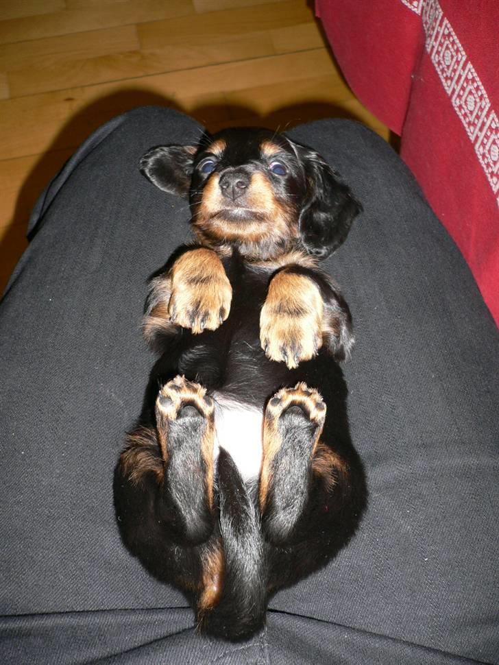 Gravhund Bornebusch`s Felix - Her er jeg 6 uger gammel billede 5