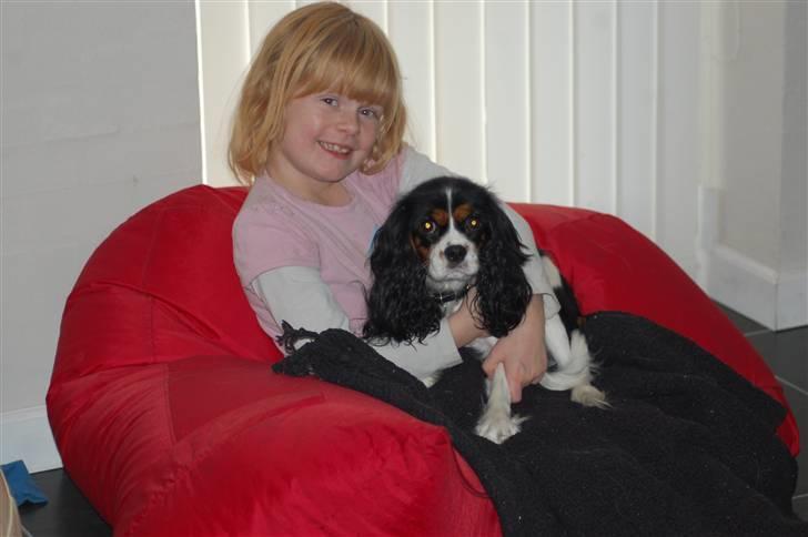 Cavalier king charles spaniel Chanel - cecilie og chanel . nov 2009 billede 16