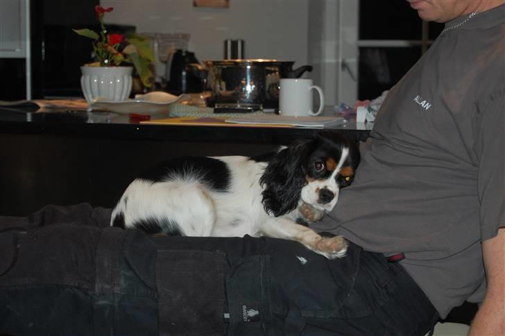 Cavalier king charles spaniel Chanel billede 17