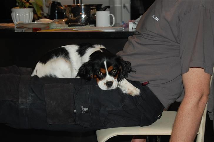 Cavalier king charles spaniel Chanel billede 18