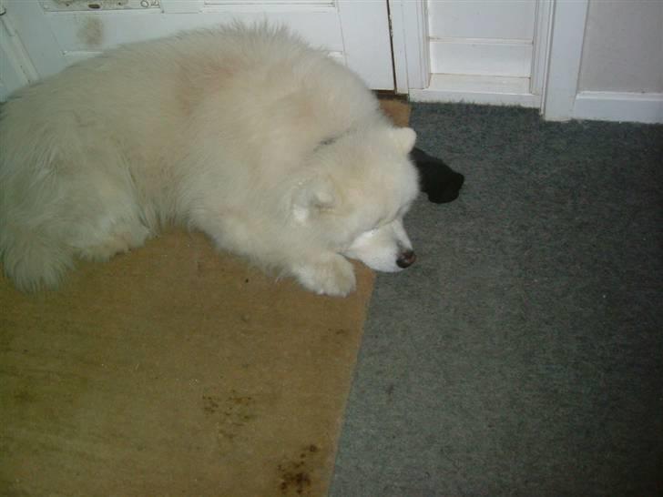 Samojedhund Chang billede 13