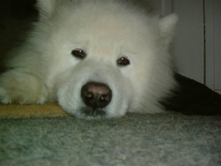 Samojedhund Chang billede 14