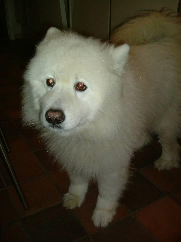 Samojedhund Chang billede 15