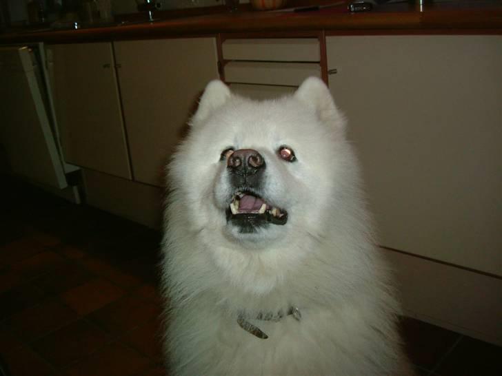 Samojedhund Chang billede 16