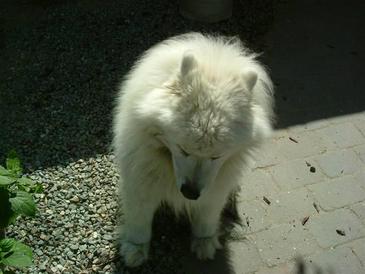 Samojedhund Chang billede 17