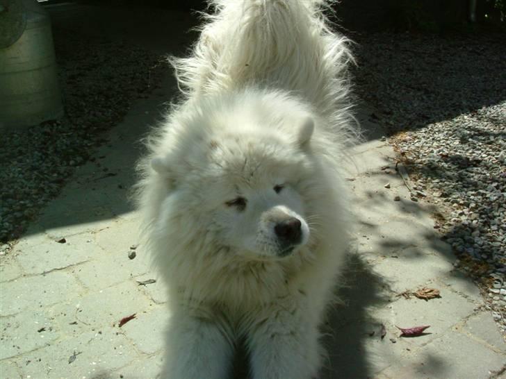 Samojedhund Chang billede 18