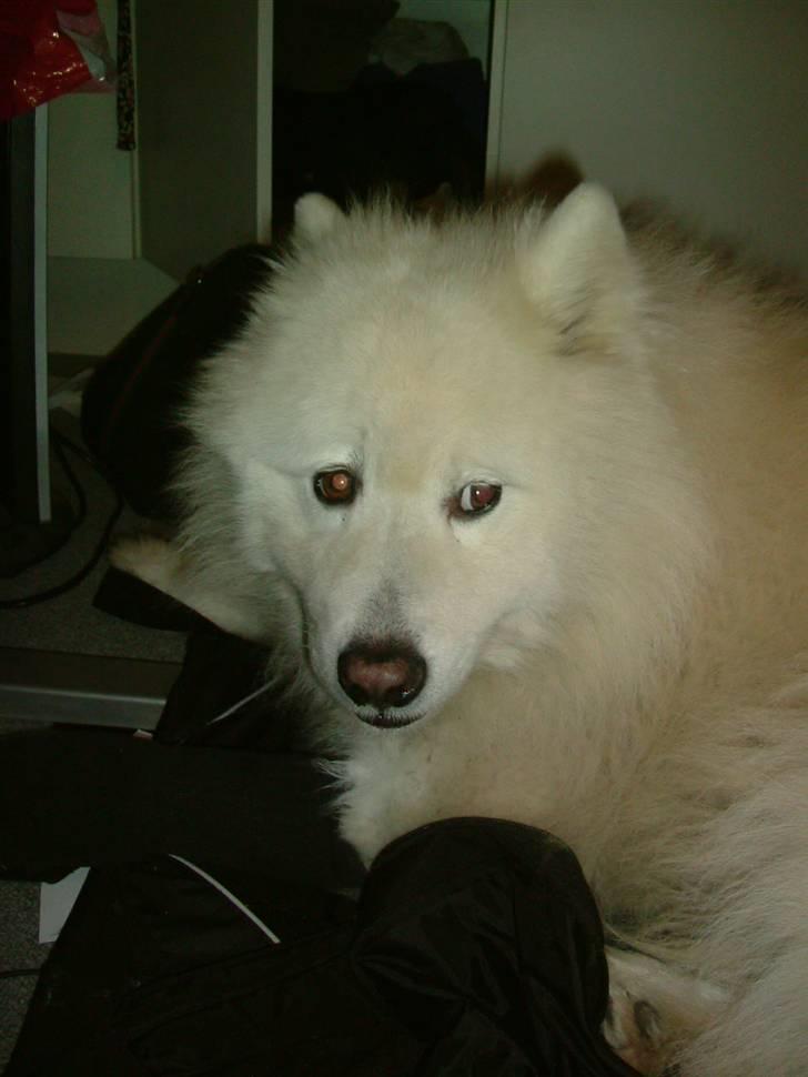 Samojedhund Chang billede 19