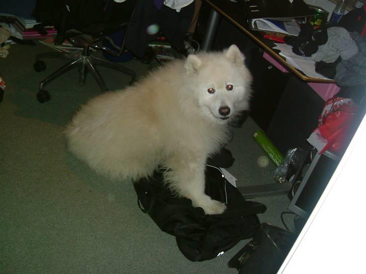 Samojedhund Chang billede 20