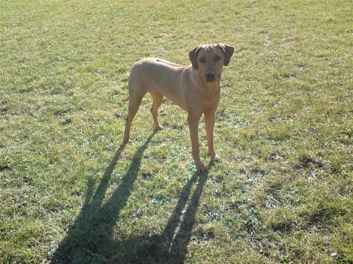 Rhodesian ridgeback Bukeka aka Lubaya - Det er så mig Lubaya billede 1