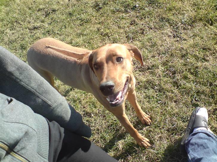 Rhodesian ridgeback Bukeka aka Lubaya - Mon mor og far har en godbid?? billede 2