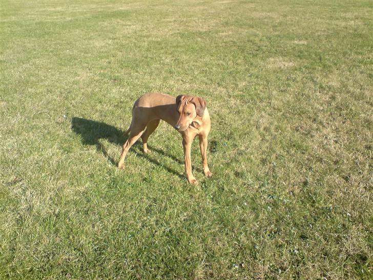 Rhodesian ridgeback Bukeka aka Lubaya billede 3