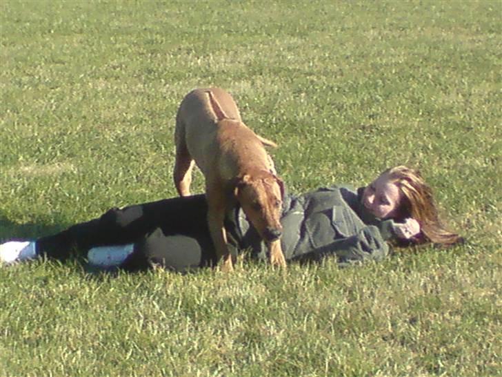 Rhodesian ridgeback Bukeka aka Lubaya - Ha fik mor ned og lægge i grasset billede 4