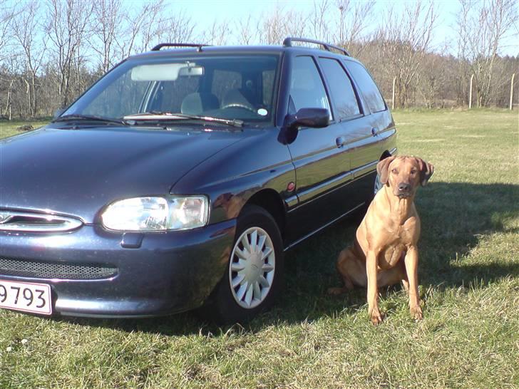 Rhodesian ridgeback Bukeka aka Lubaya billede 5