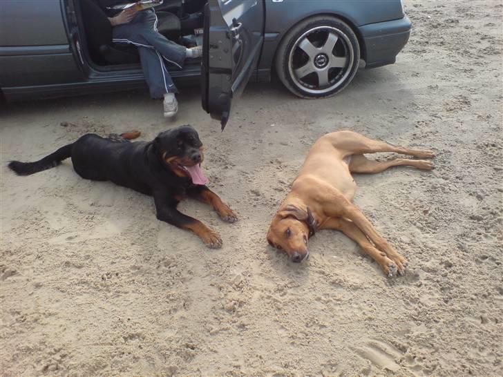 Rhodesian ridgeback Bukeka aka Lubaya - Slapper lige af efter en hård lege tur med min legekammerat billede 6