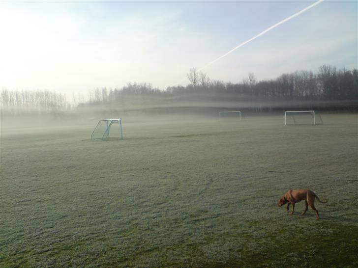 Rhodesian ridgeback Bukeka aka Lubaya billede 7