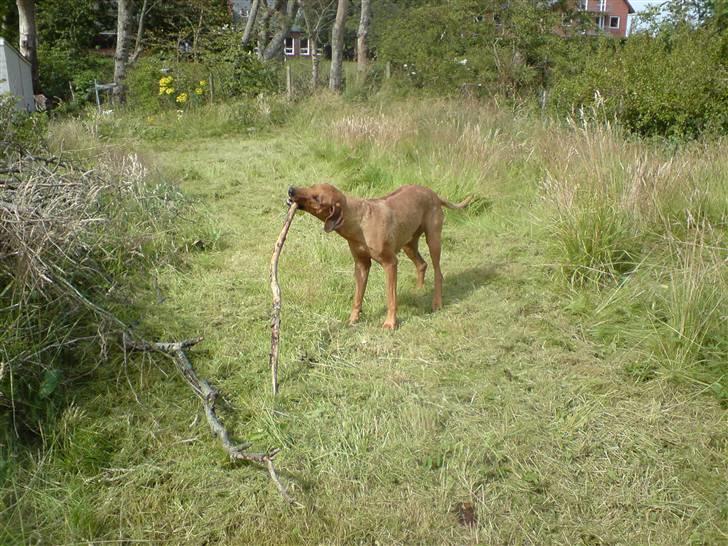 Rhodesian ridgeback Bukeka aka Lubaya - Fandt sku lige en pind i den nye have billede 8