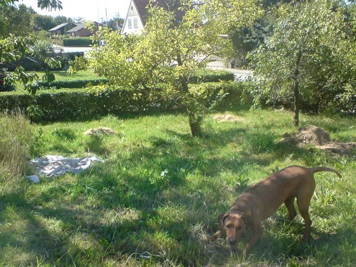 Rhodesian ridgeback Bukeka aka Lubaya - Skal vi lege gemme leg i det høje græs billede 9