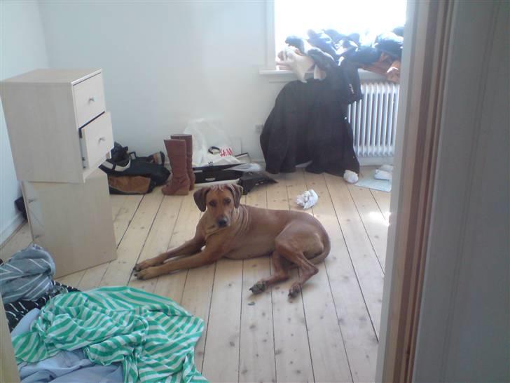 Rhodesian ridgeback Bukeka aka Lubaya - Sikket et flytte rod billede 10