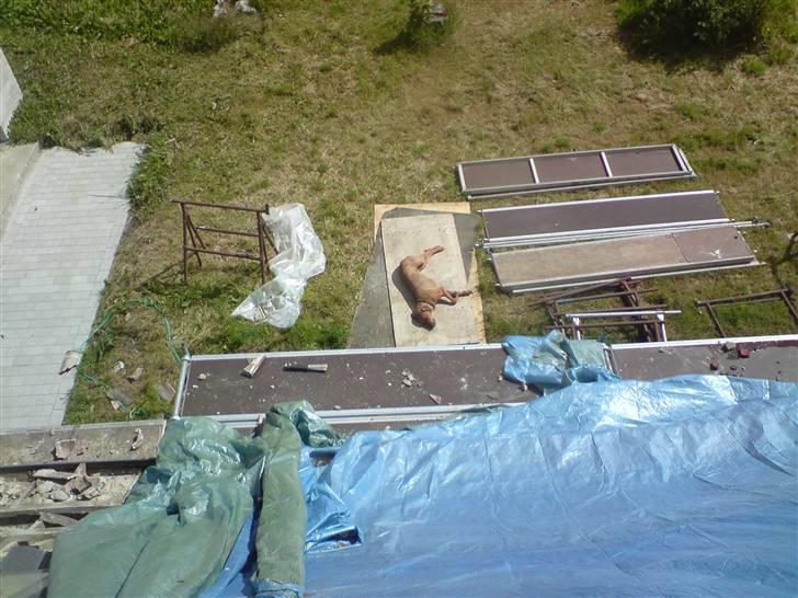 Rhodesian ridgeback Bukeka aka Lubaya - Lægger lige og sover i byggerodet billede 11