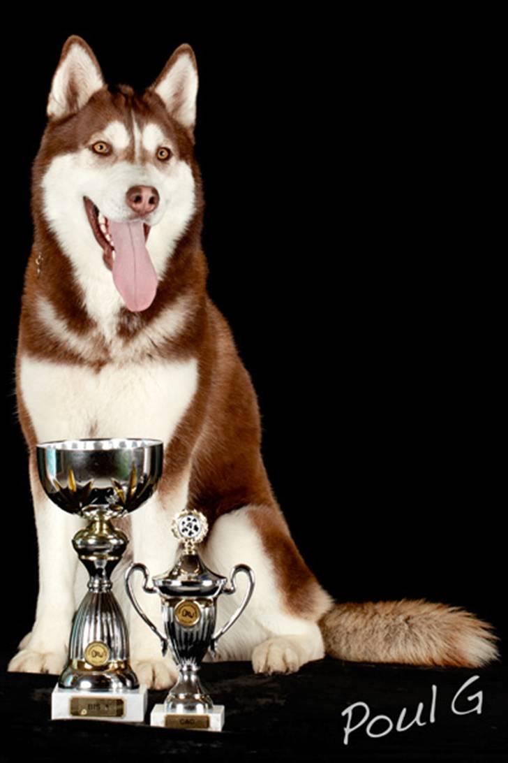 Siberian husky snowhuskyziemabor nala billede 1