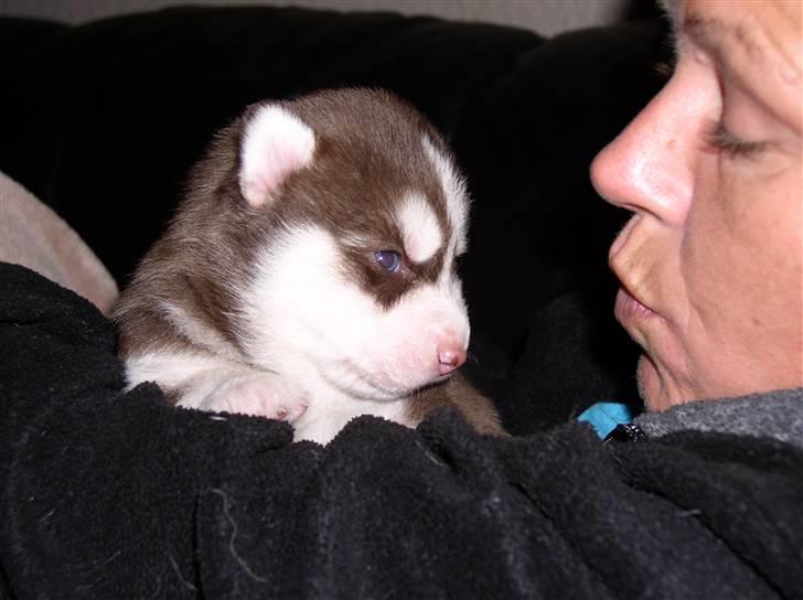 Siberian husky snowhuskyziemabor nala billede 2