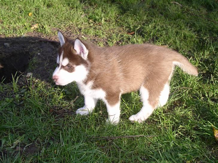 Siberian husky snowhuskyziemabor nala billede 3