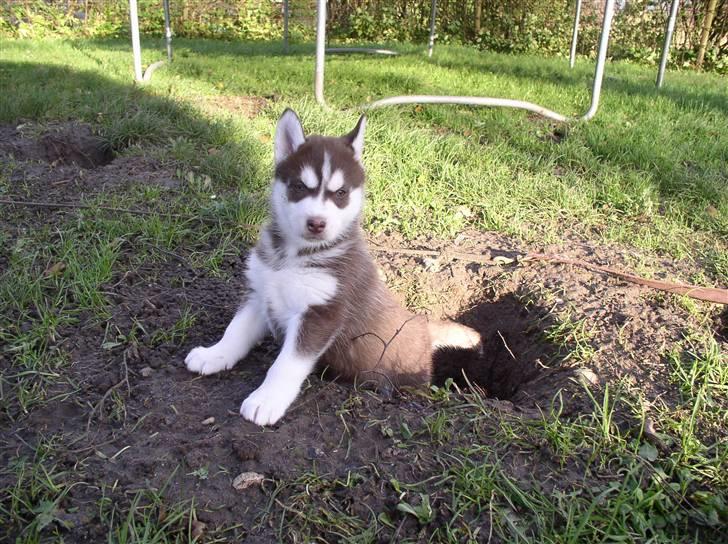 Siberian husky snowhuskyziemabor nala billede 4