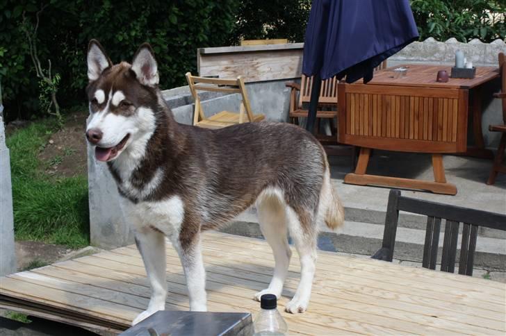 Siberian husky snowhuskyziemabor nala billede 5