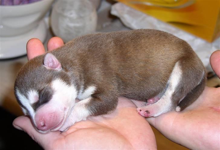 Siberian husky snowhuskyziemabor nala billede 6