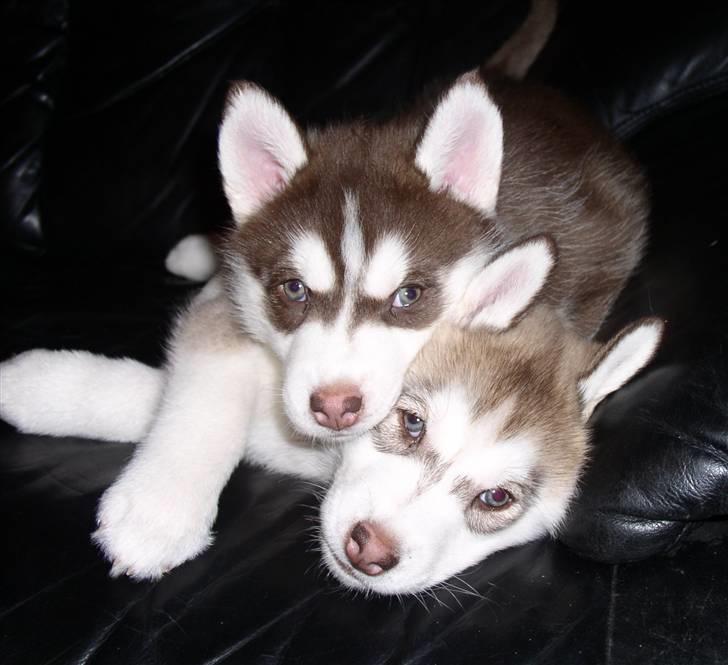 Siberian husky snowhuskyziemabor nala billede 7