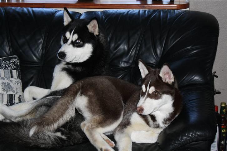 Siberian husky snowhuskyziemabor nala billede 8
