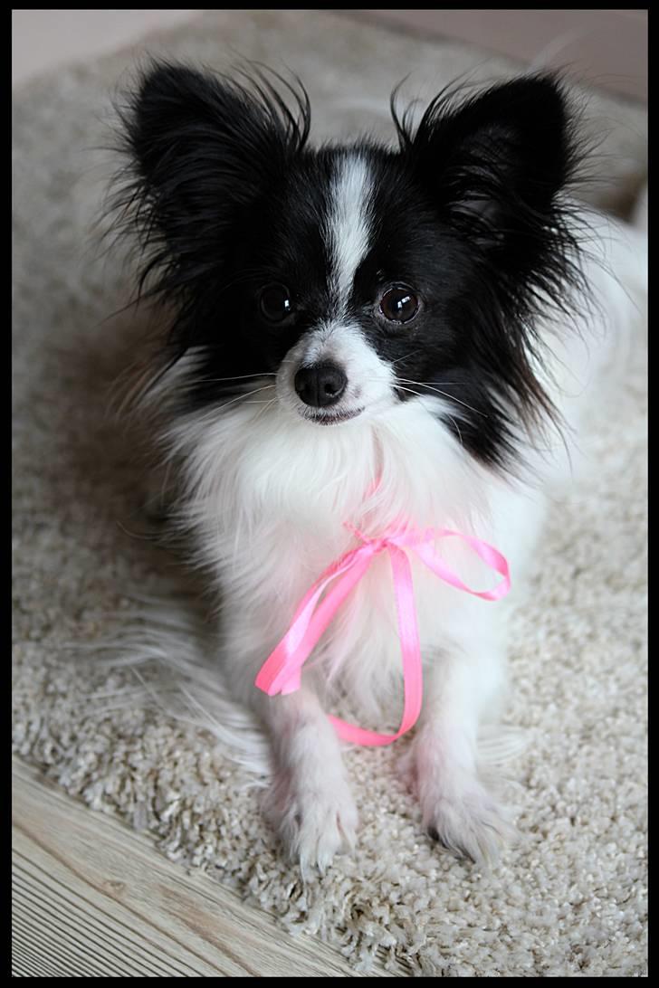 Papillon  Tjika - Mor tjika ;P billede 15