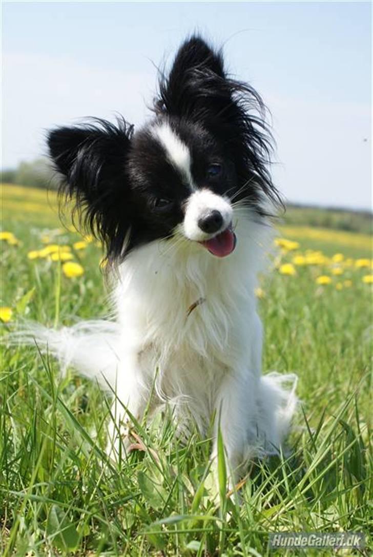 Papillon  Tjika - Tjika billede 16