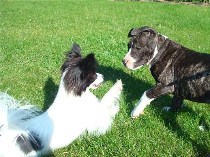 Papillon  Tjika - GIVE ME FIVE,  billede 17