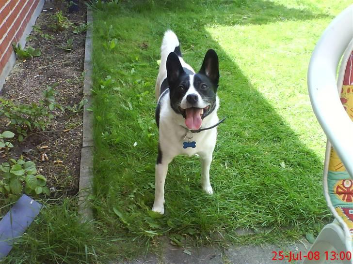 Blanding af racer Himmelhund Charlie  billede 2