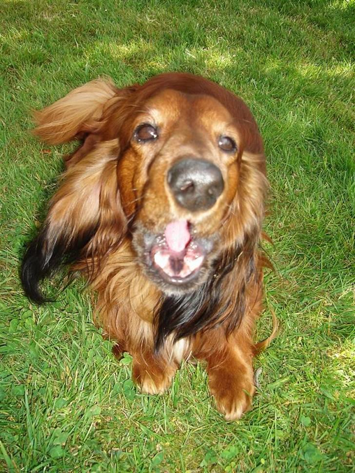 Dværggravhund Tipper billede 1