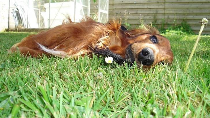 Dværggravhund Tipper billede 2