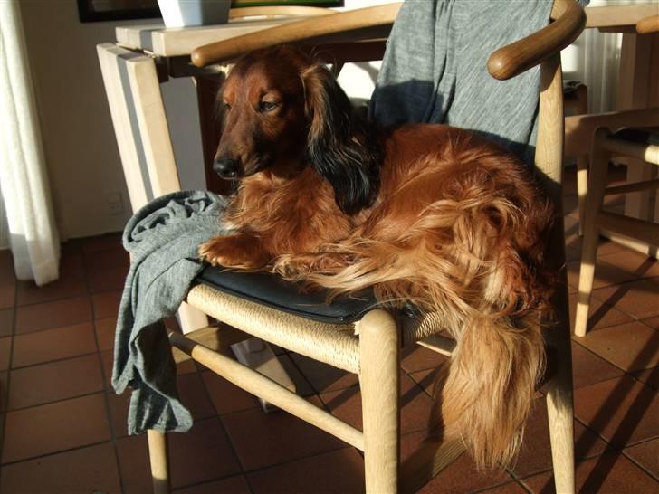 Dværggravhund Tipper billede 3