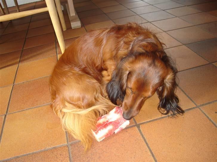 Dværggravhund Tipper billede 4