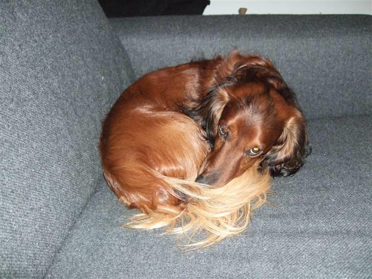 Dværggravhund Tipper billede 5