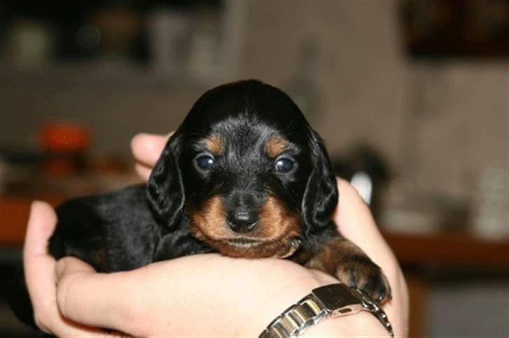 Gravhund Bornebusch`s Felix - Her er Felix 3 uger gammel og en stor håndfuld. billede 6