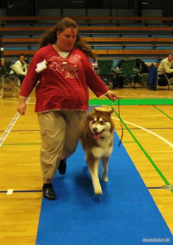 Alaskan malamute Sakima billede 15