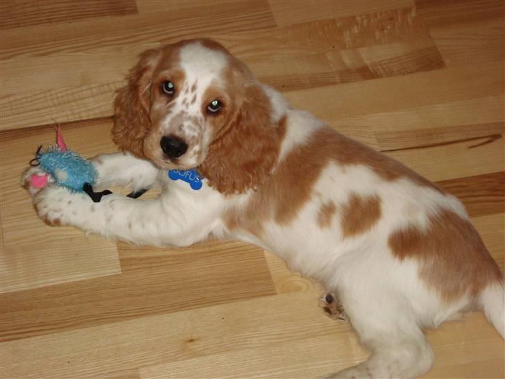 Cocker spaniel Sofus billede 4