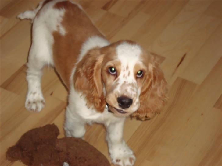 Cocker spaniel Sofus billede 5