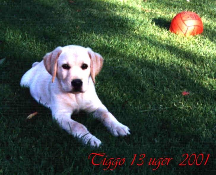 Labrador retriever Tiggo    R.I.P billede 7