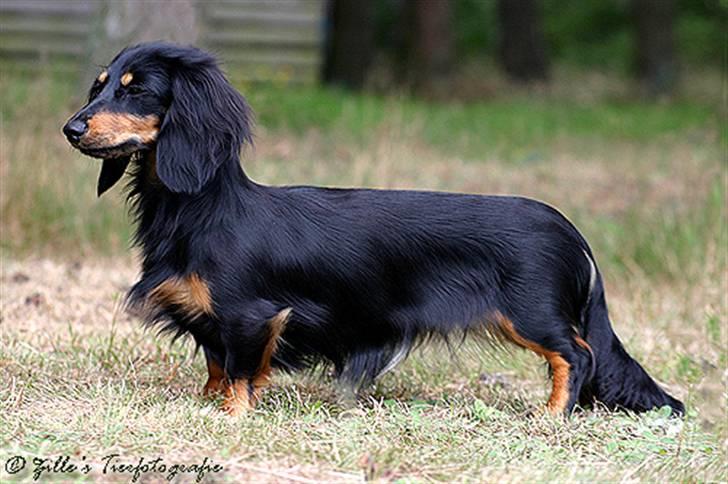 Gravhund Bornebusch`s Frida. - Frida billede 1