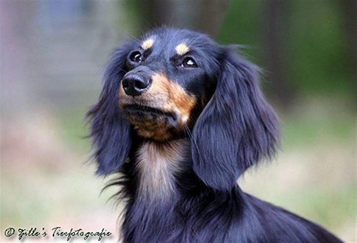 Gravhund Bornebusch`s Frida. - Hun er da bare fantastisk billede 2